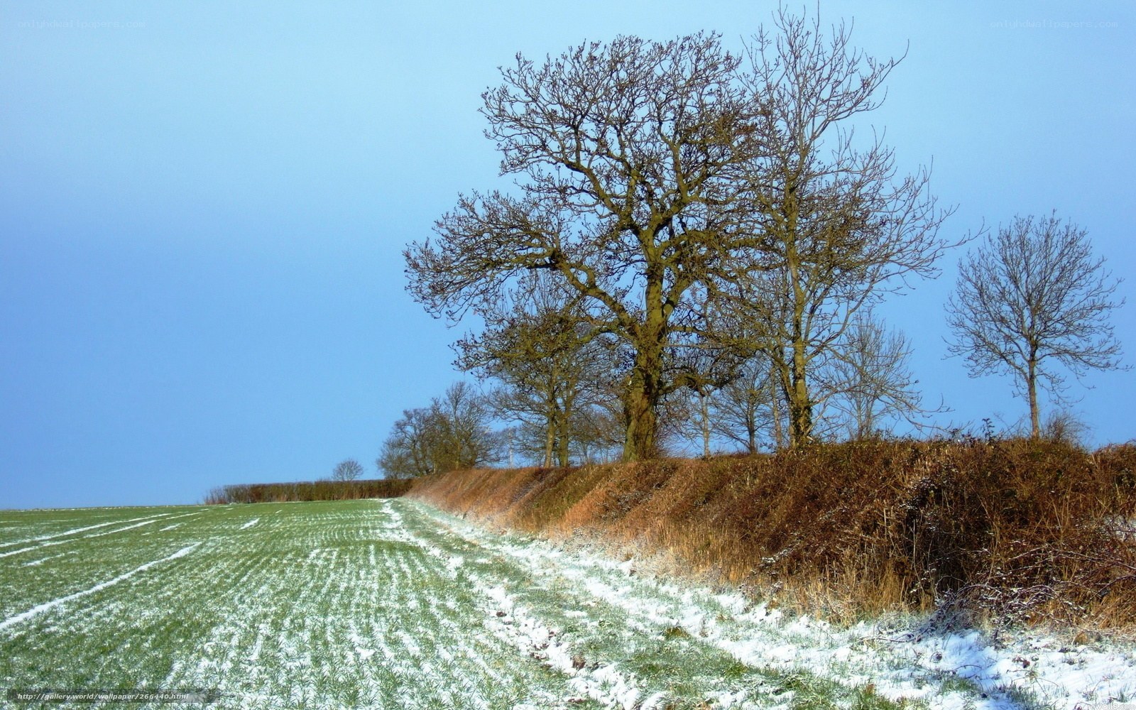 Snowy field with bare trees
