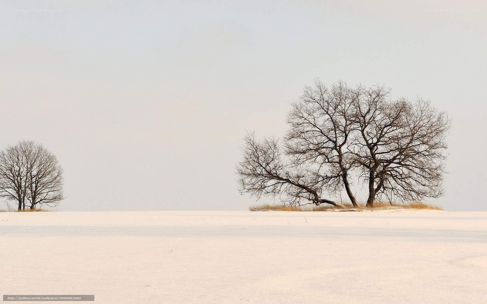 Snowy field with bare trees
