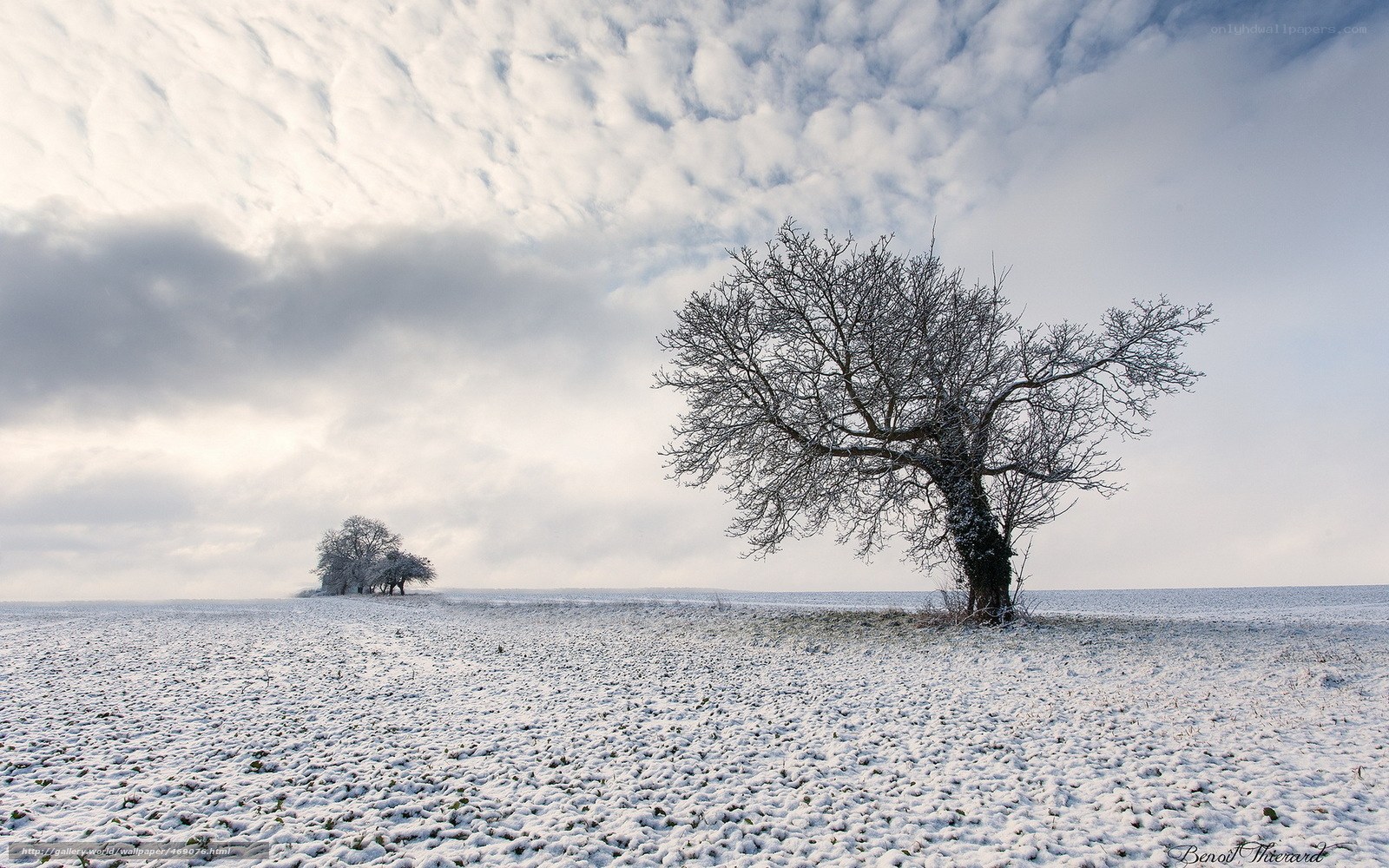 Snowy field with bare trees