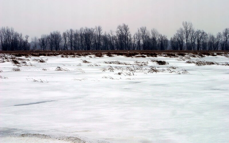 snowy field with bare trees