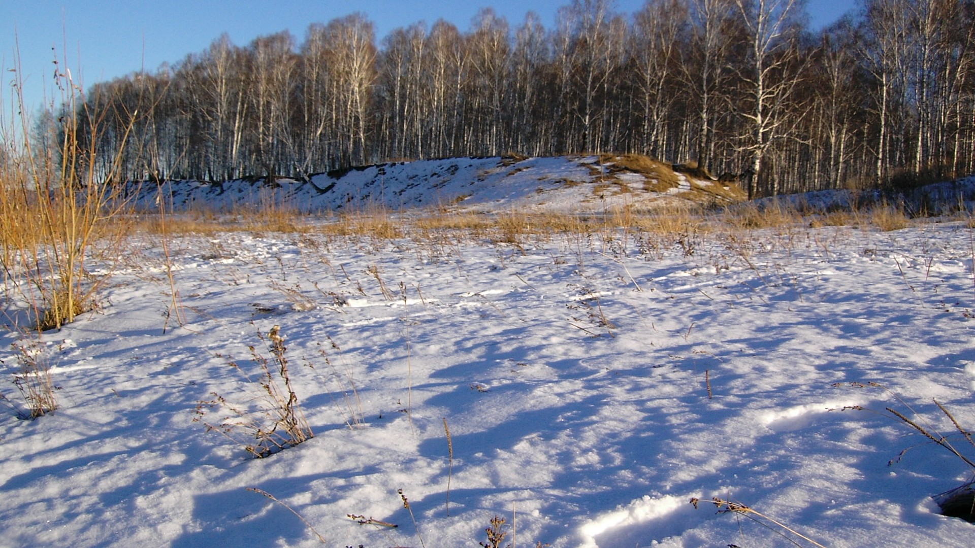 snowy field with birch forest
