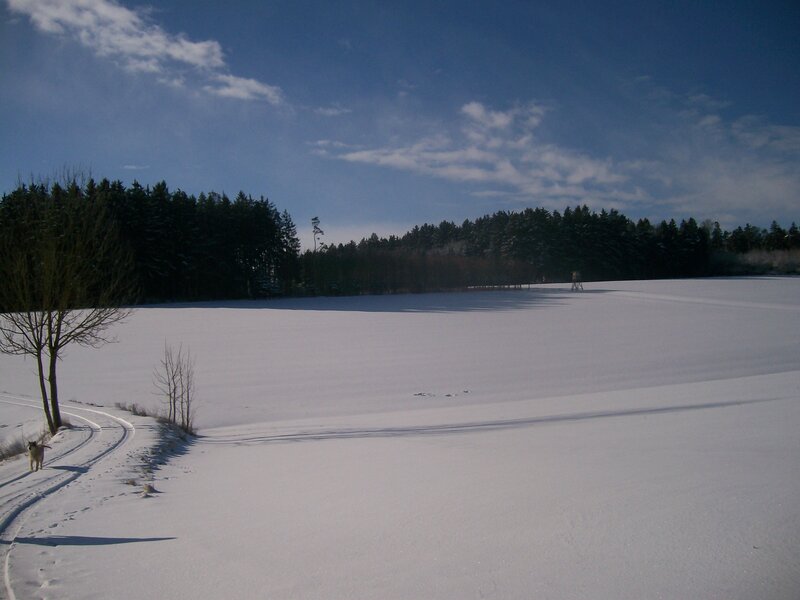 Snowy field with dog and forest