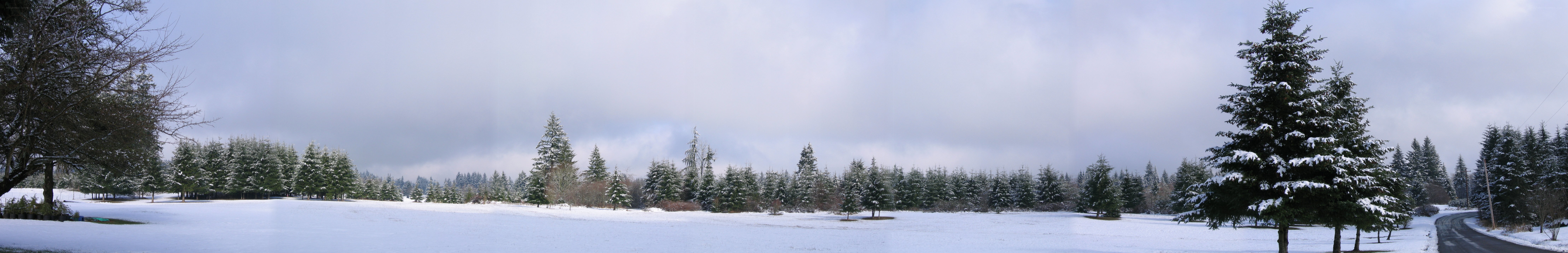snowy field with evergreen trees