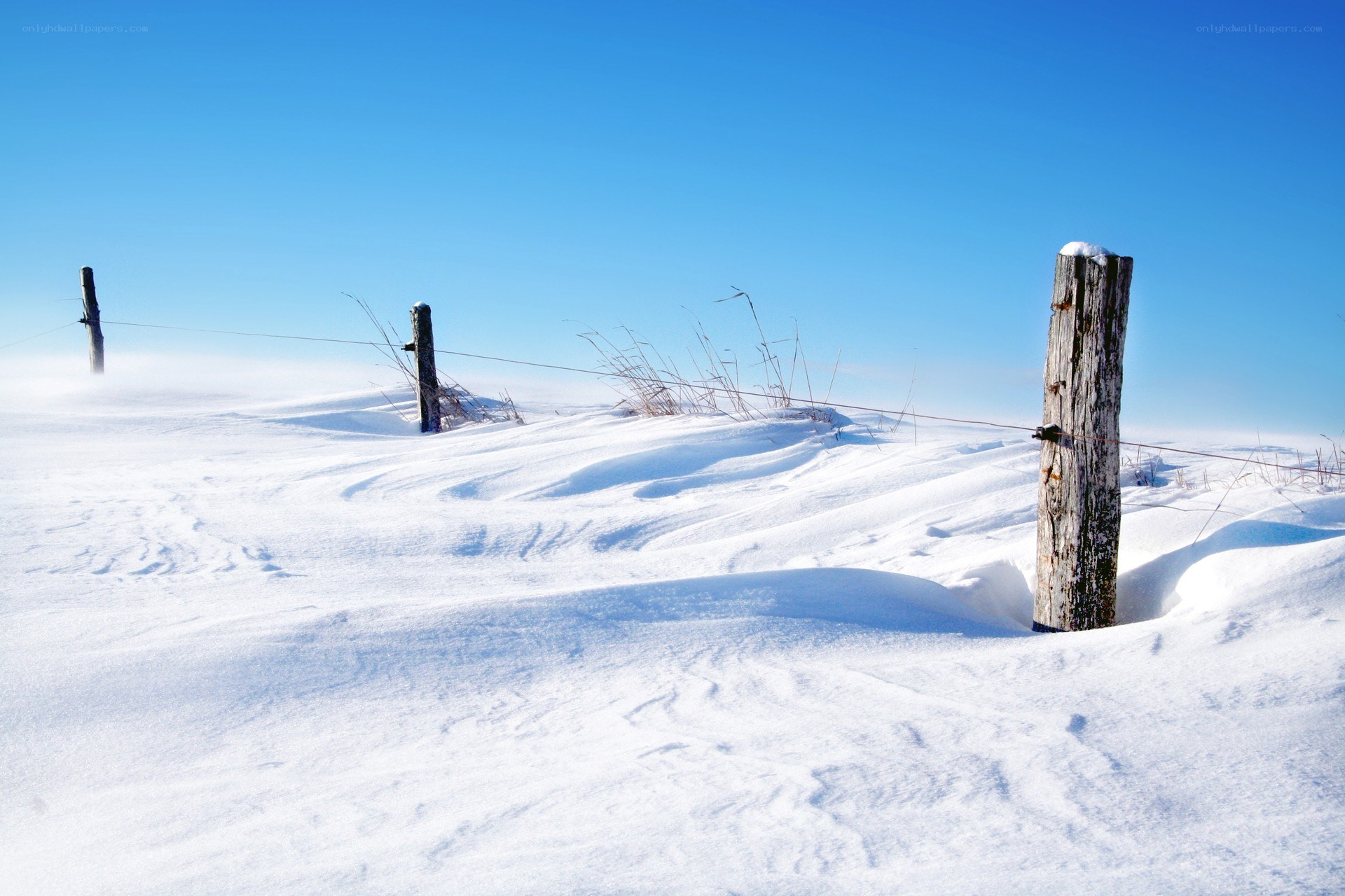 Snowy field with fence posts
