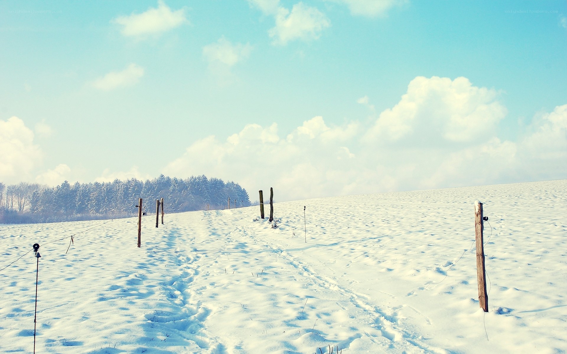 Snowy field with fence posts