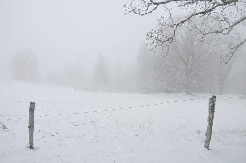 Snowy field with fog
