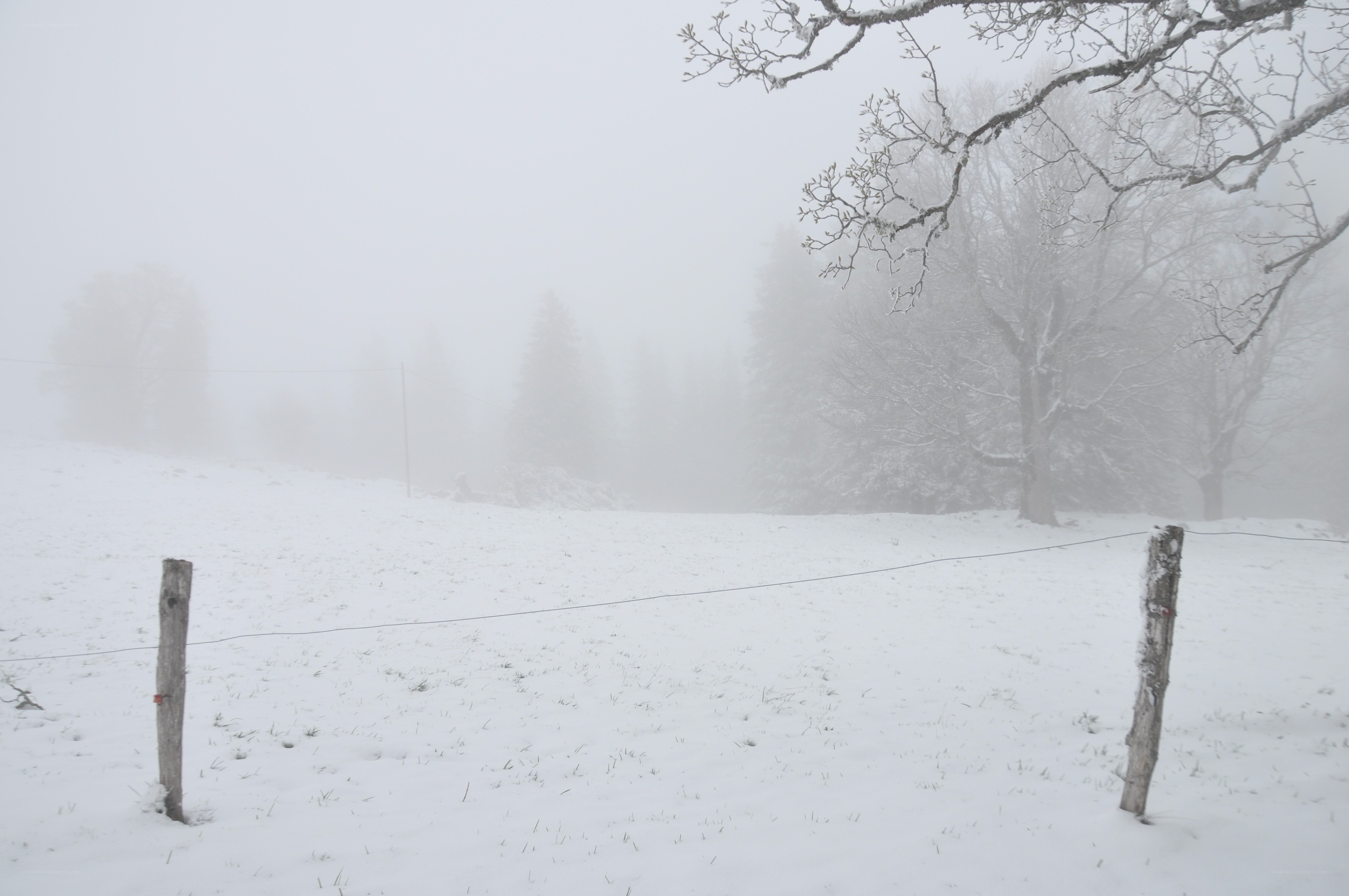 Snowy field with fog