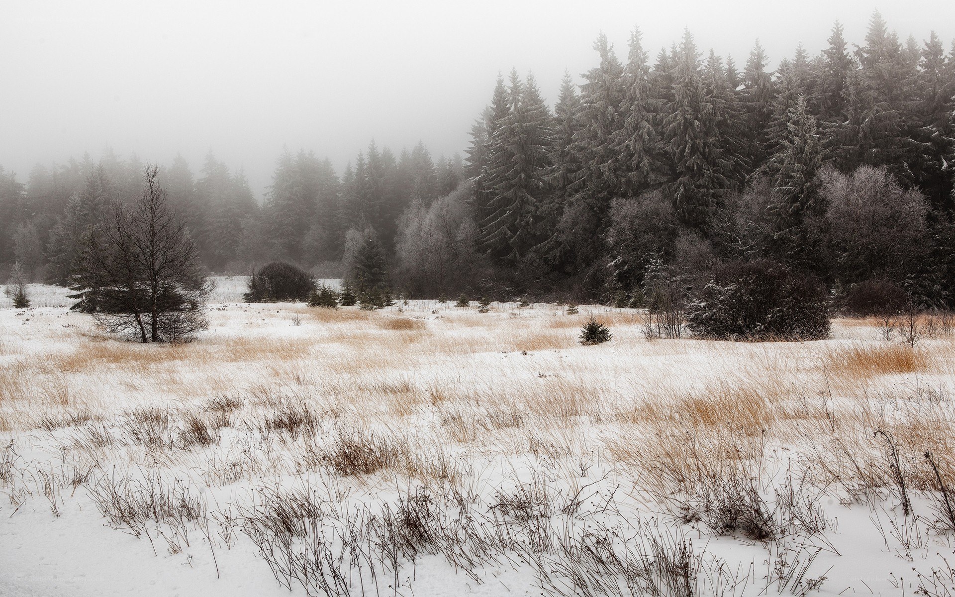 snowy field with forest