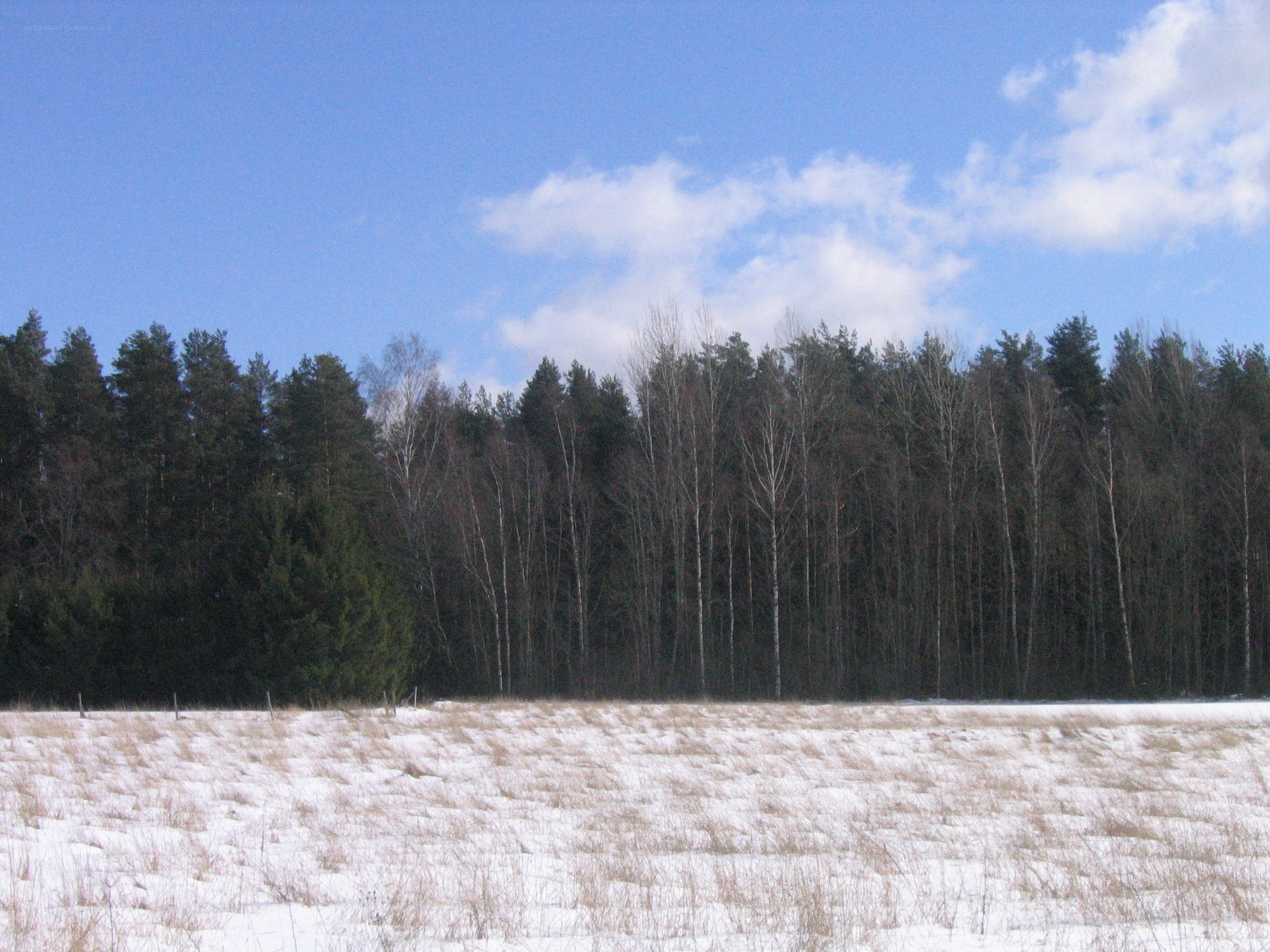 Snowy field with forest