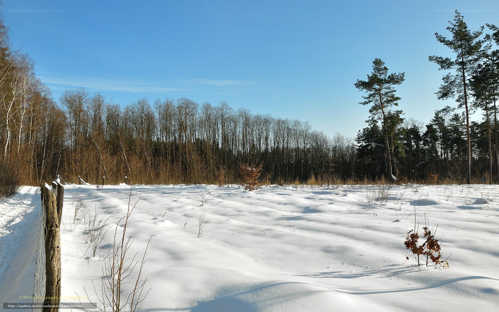 Snowy field with forest