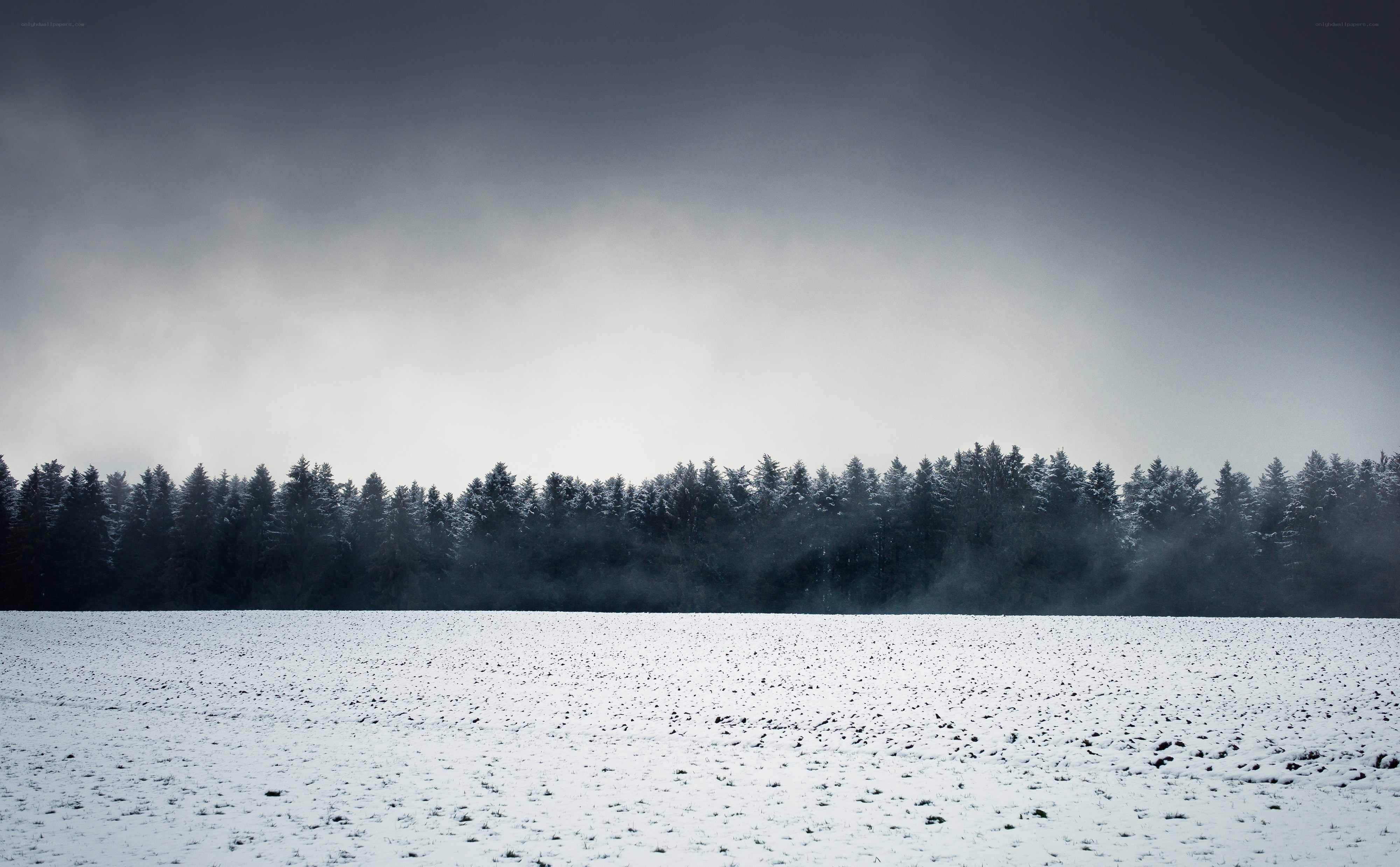 Snowy field with forest