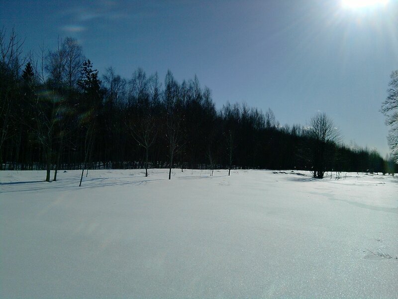 Snowy field with forest