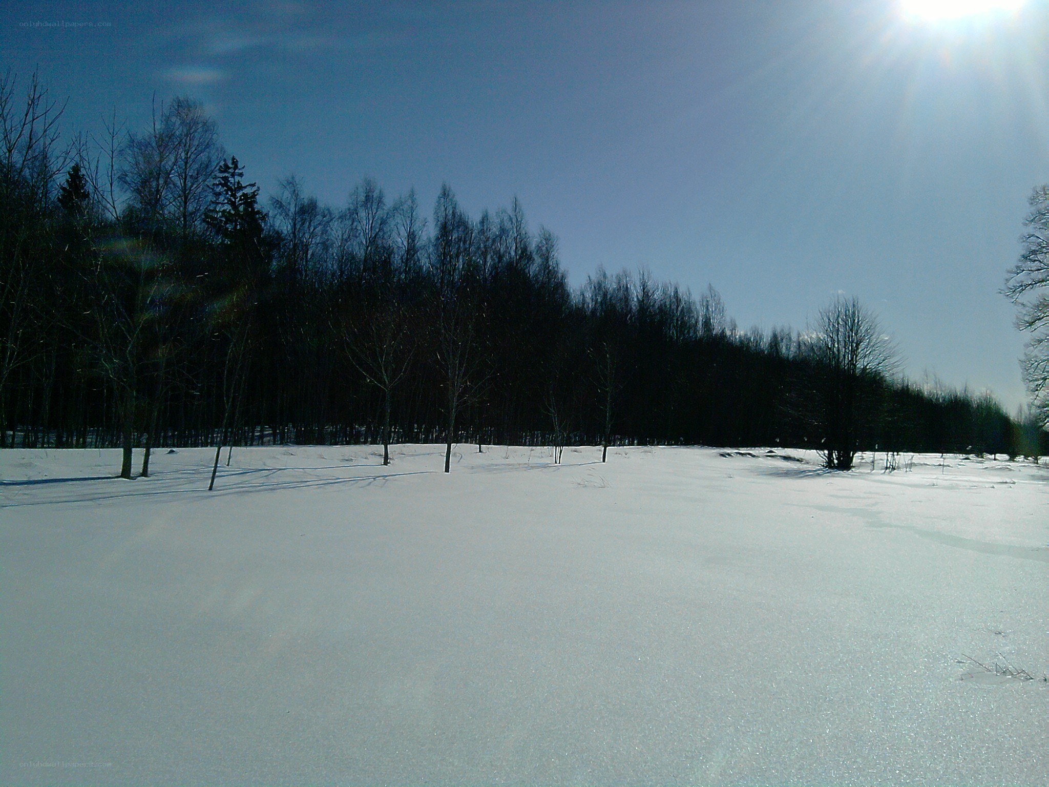 Snowy field with forest