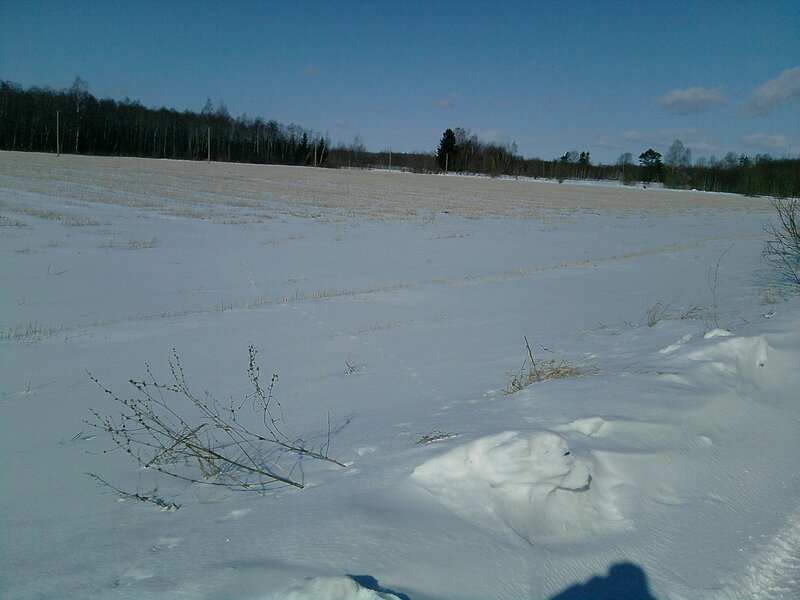 snowy field with forest