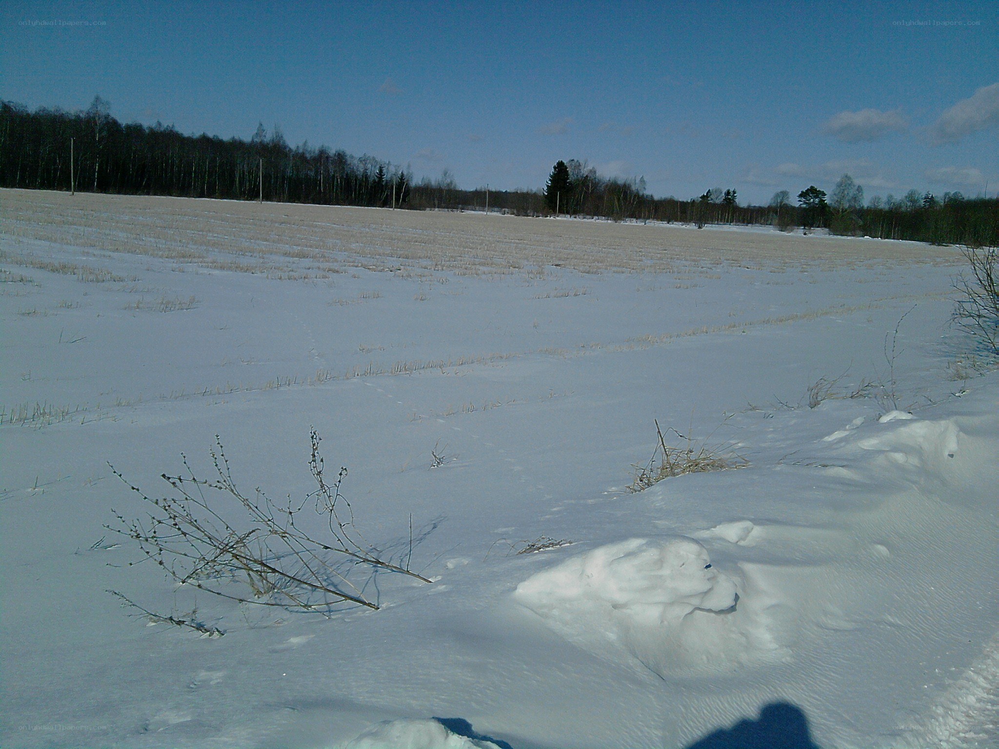 snowy field with forest