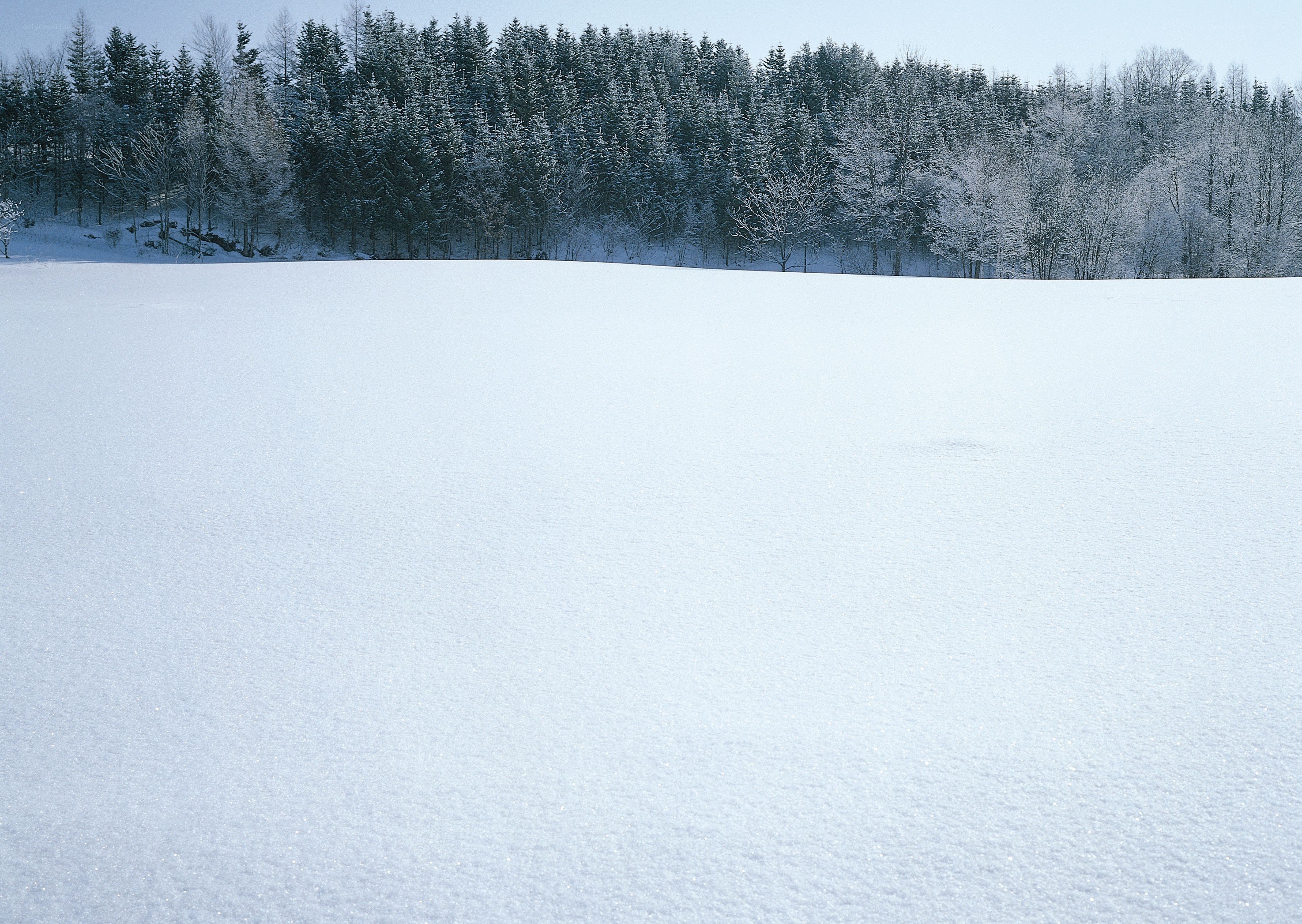 Snowy field with forest