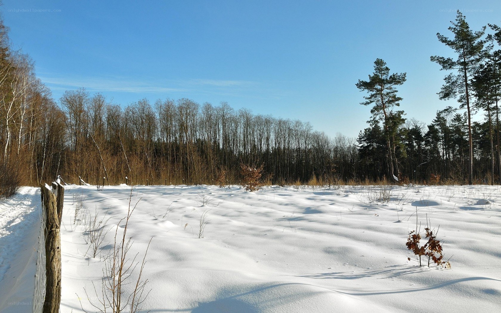 Snowy field with forest