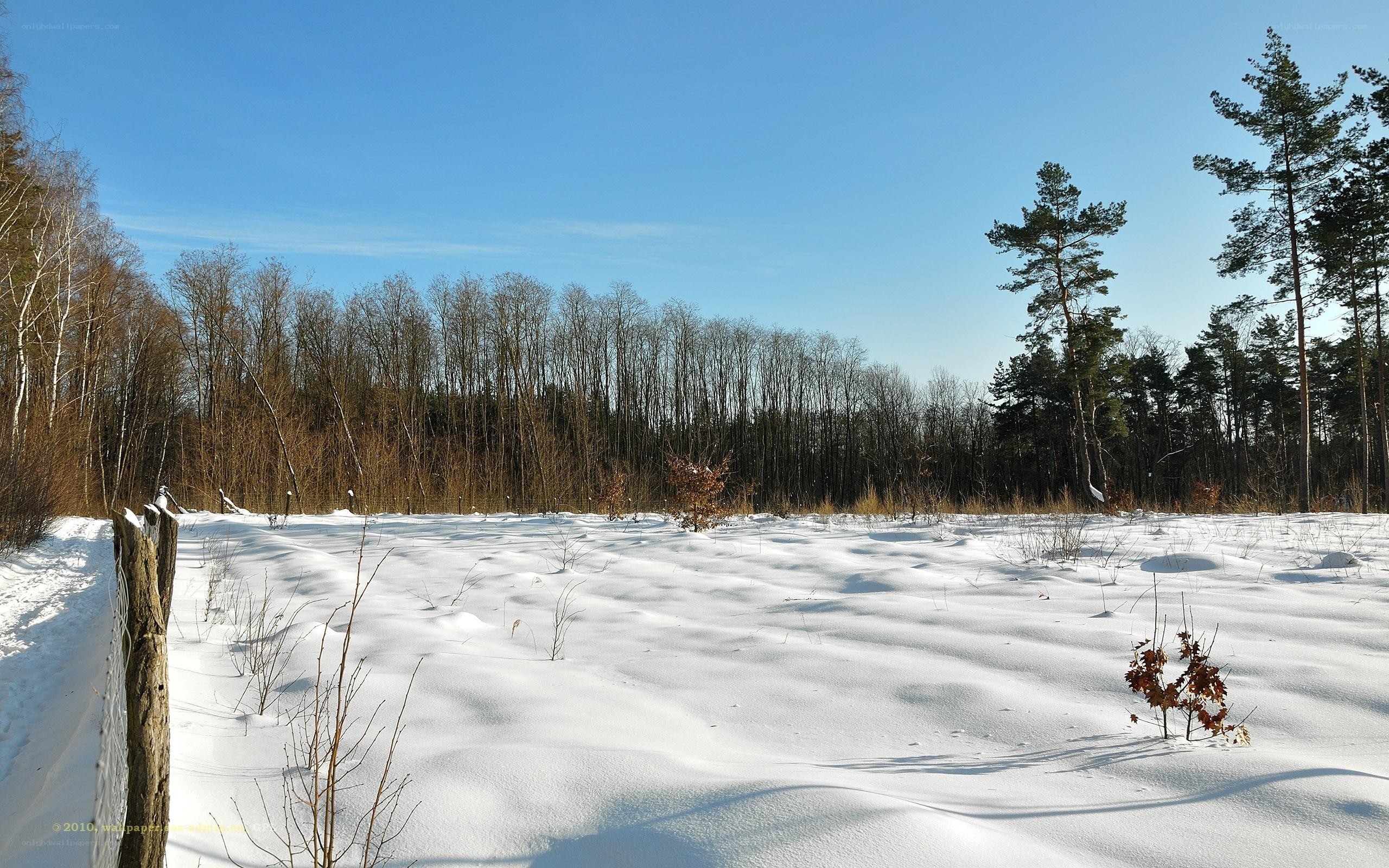 snowy field with forest