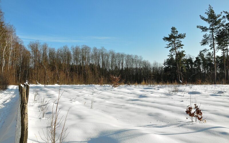 Snowy field with forest