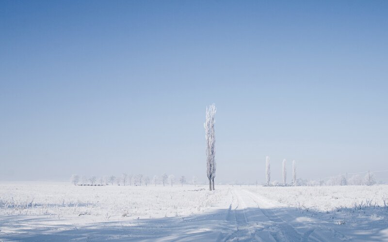 Snowy field with frost-covered trees