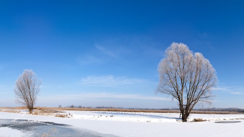 Snowy field with frost-covered trees