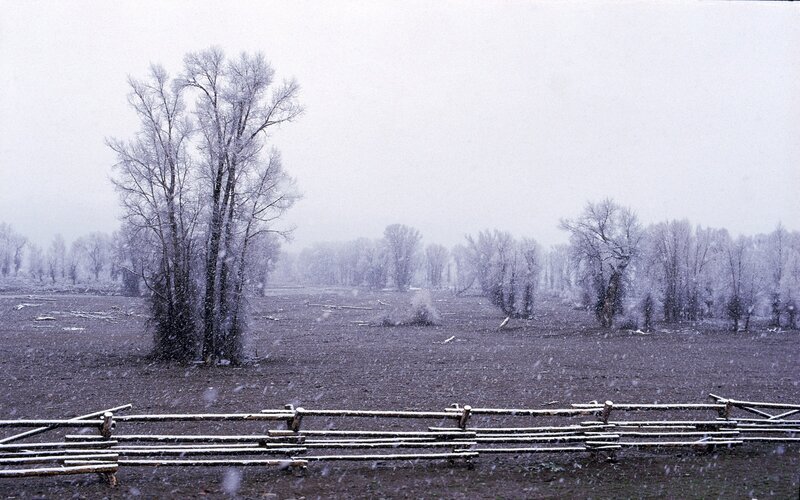 Snowy field with frost-covered trees