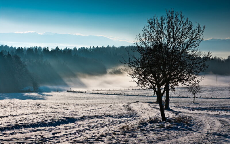Snowy field with misty forest
