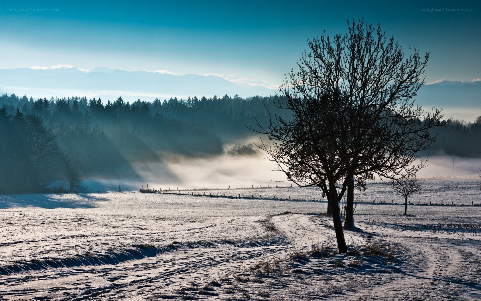 Snowy field with misty forest
