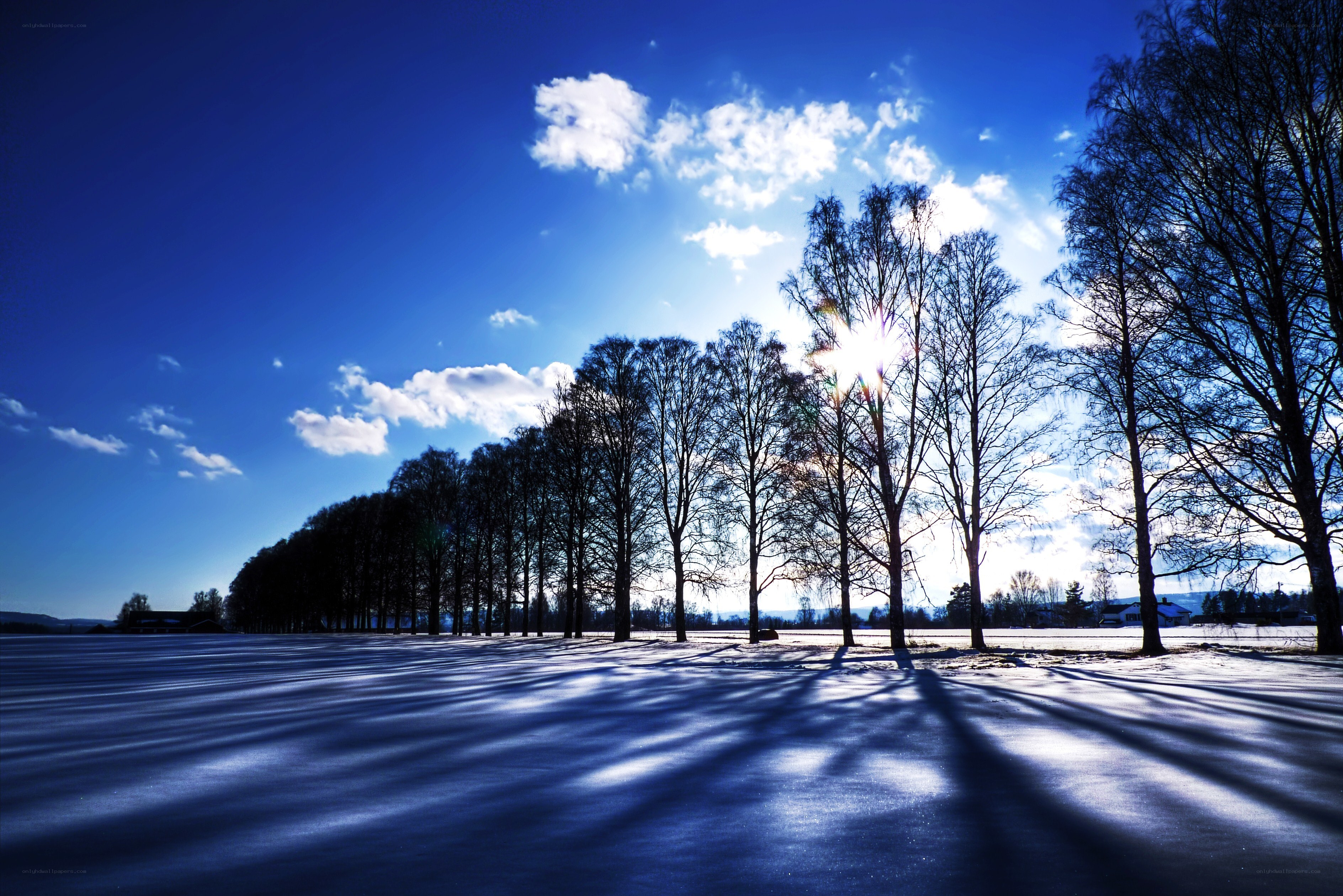 Snowy field with tree shadows