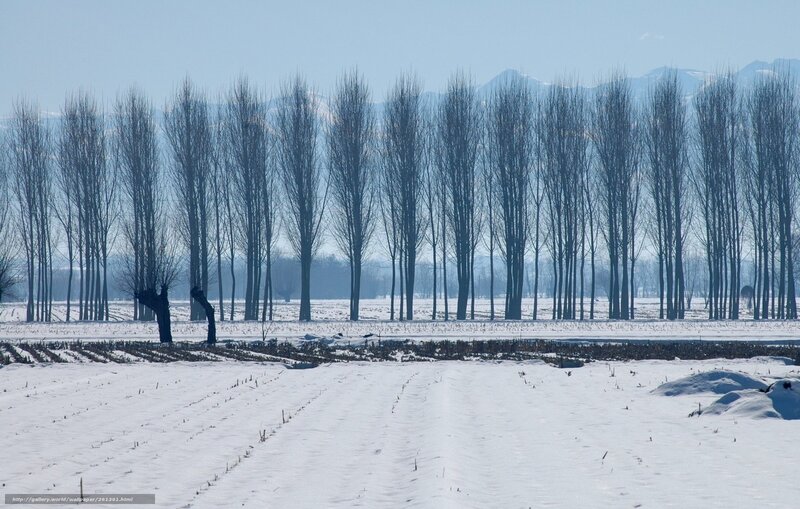 Snowy field with trees