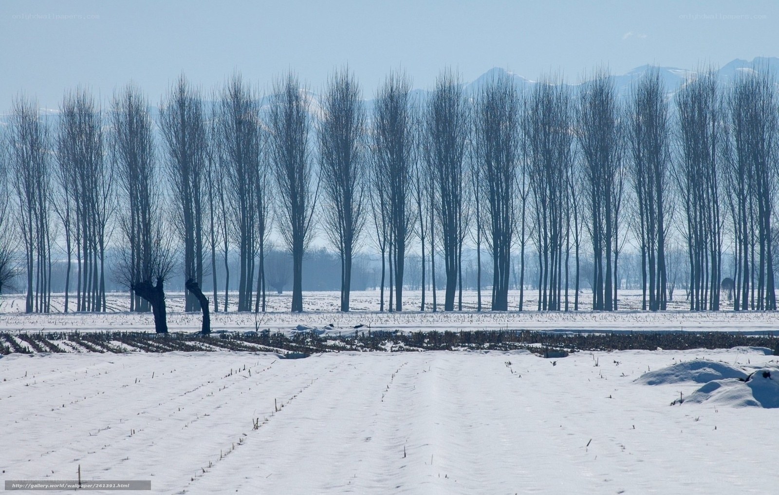 Snowy field with trees