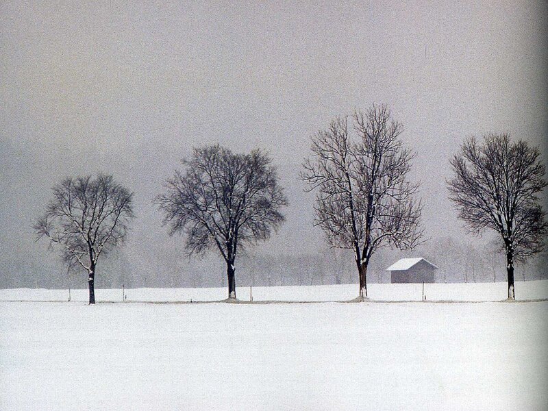 snowy field with trees