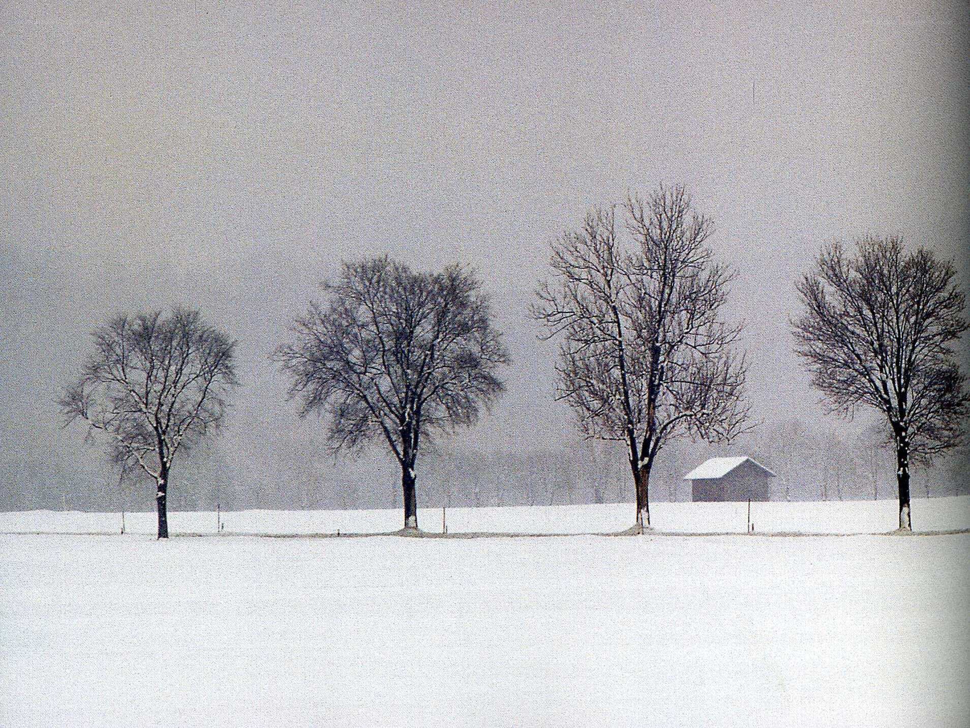 snowy field with trees