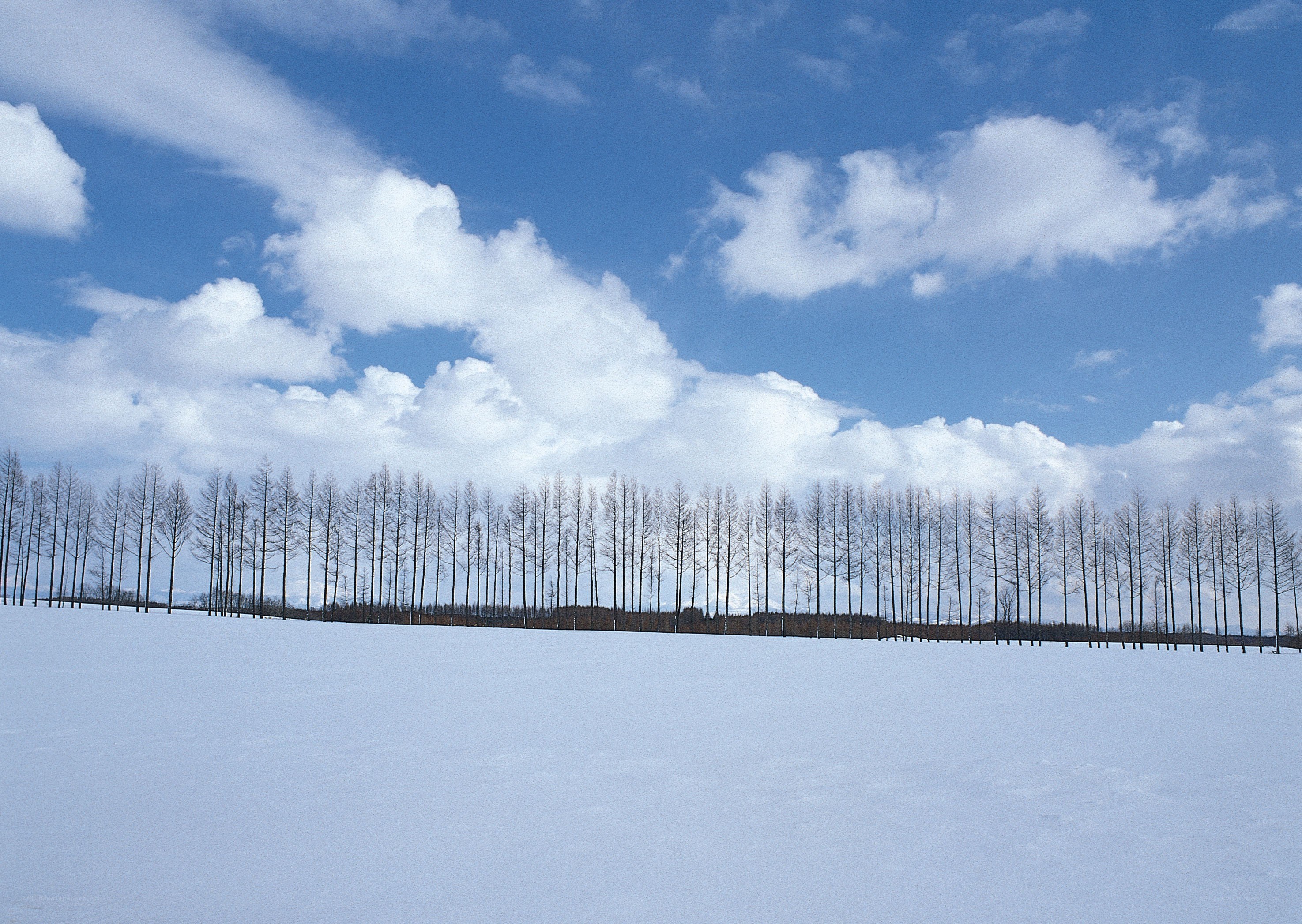 Snowy field with trees