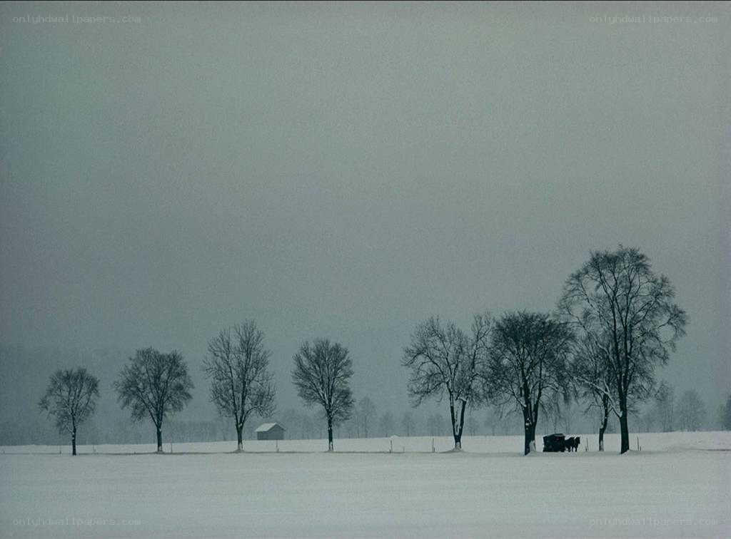 Snowy field with trees