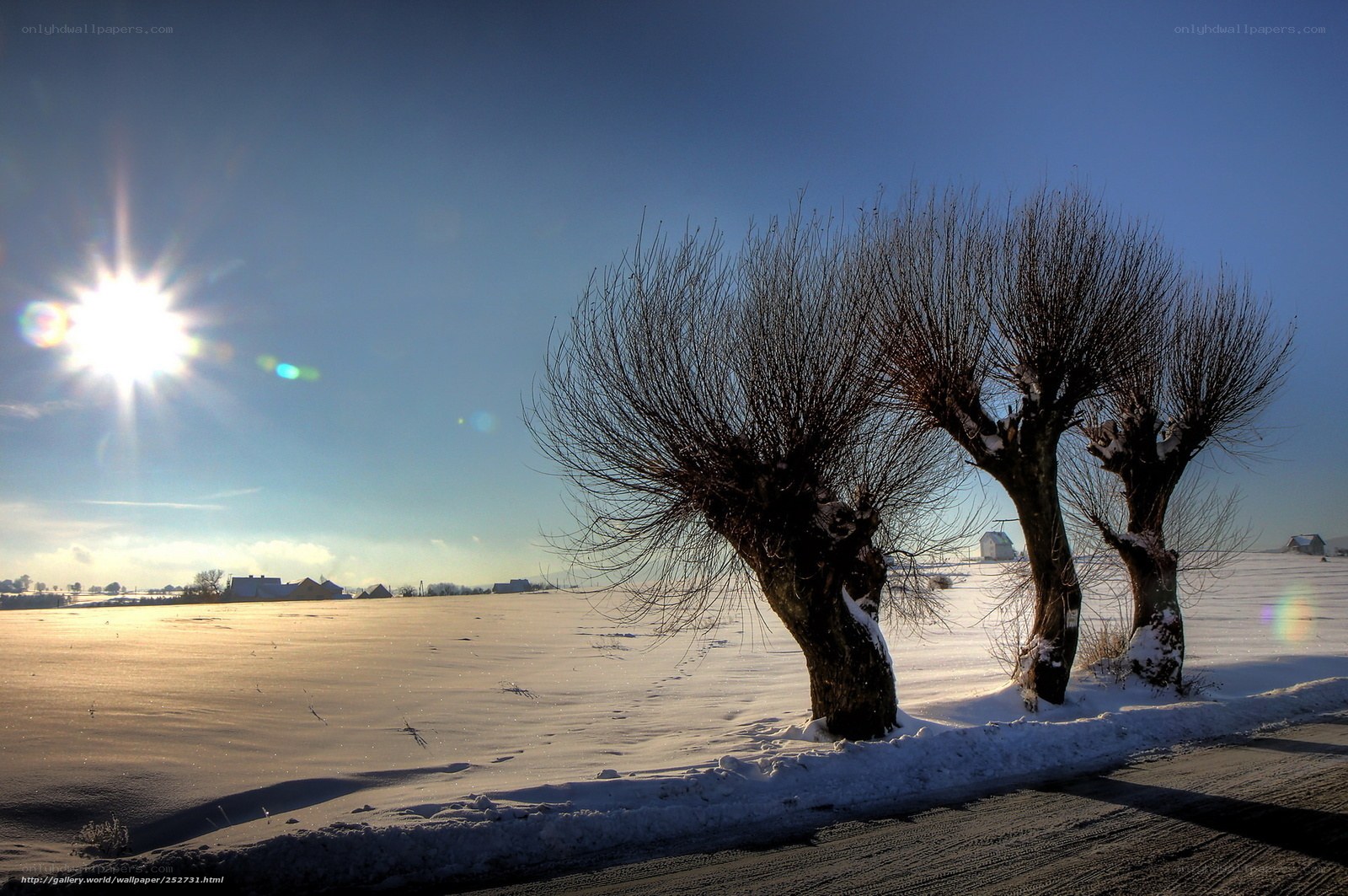Snowy field with trees and sun
