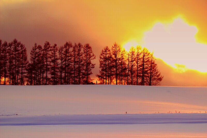 Snowy Field with Trees — Orange