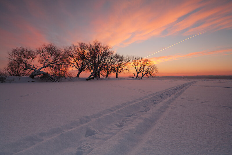 Snowy Field with Trees — Pink