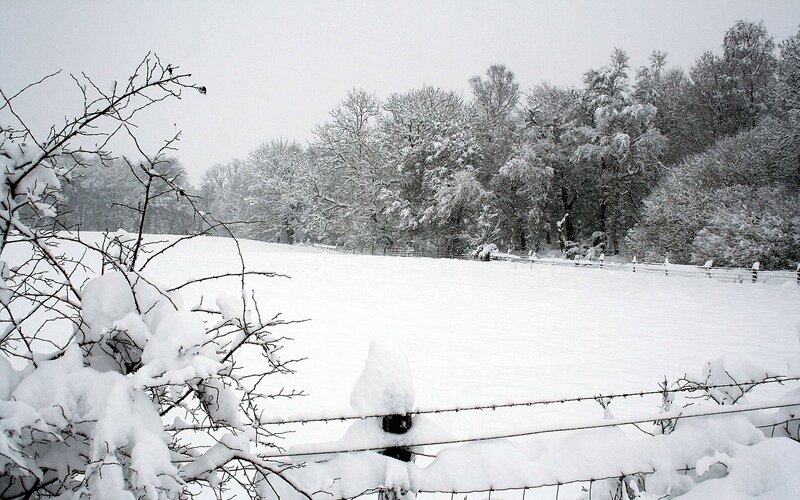 Snowy field with trees
