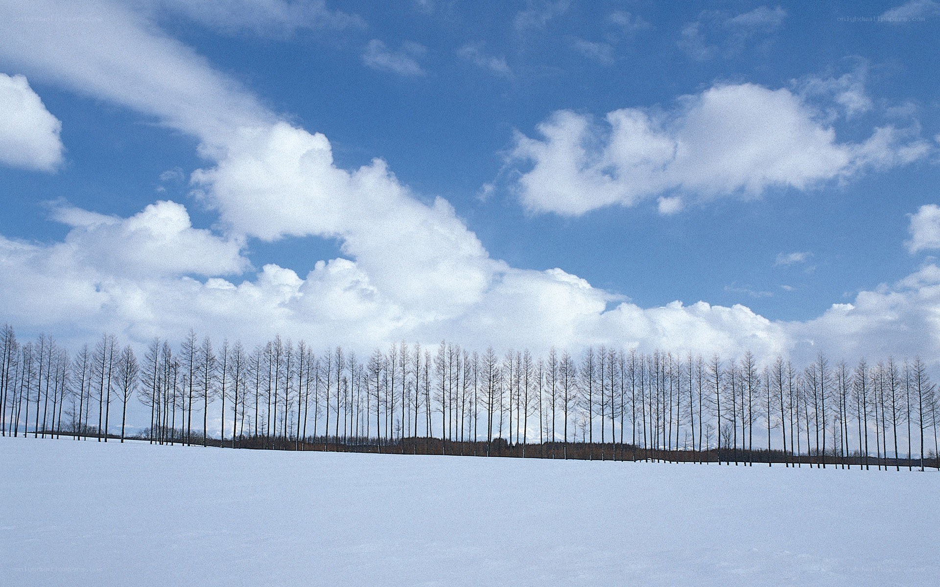 Snowy field with trees under blue sky