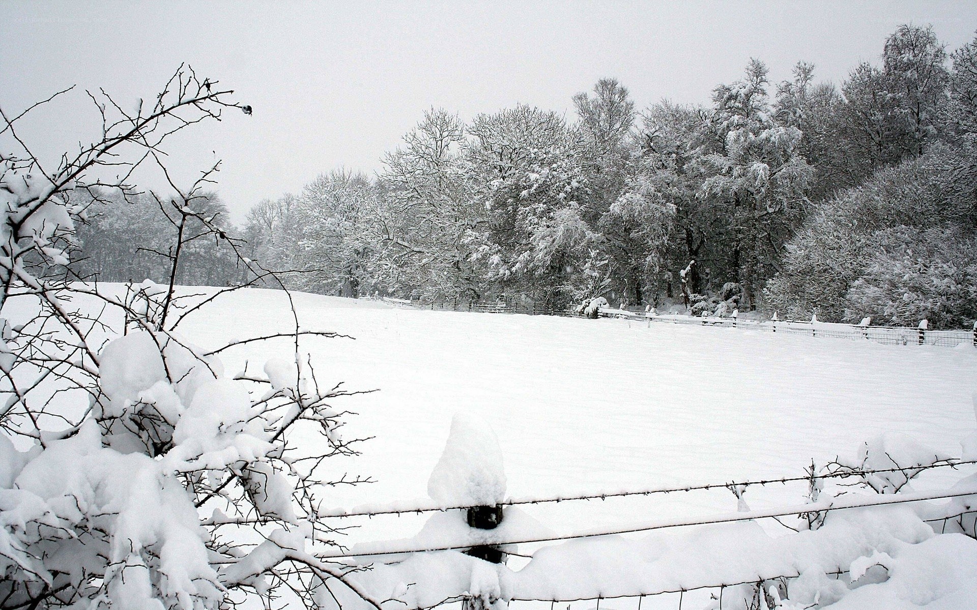 Snowy field with trees
