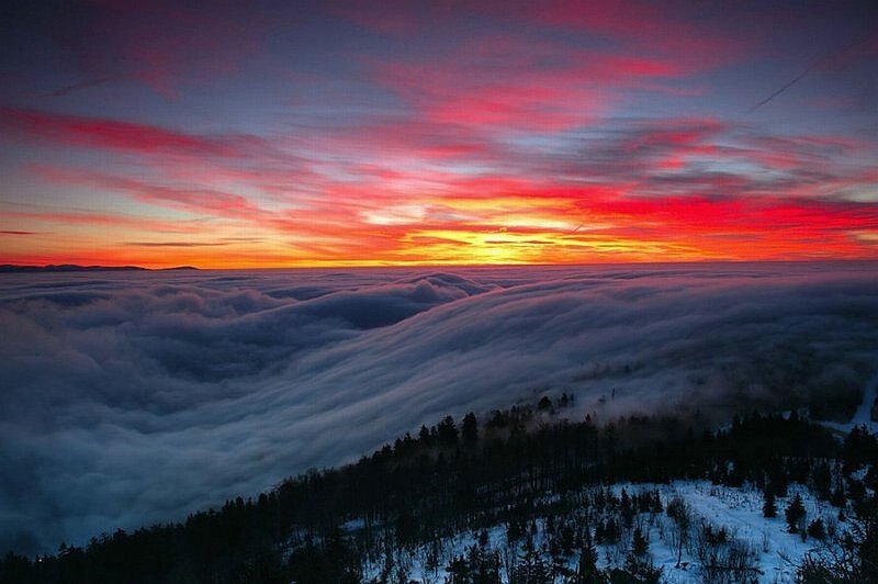 Snowy Forest Above Clouds