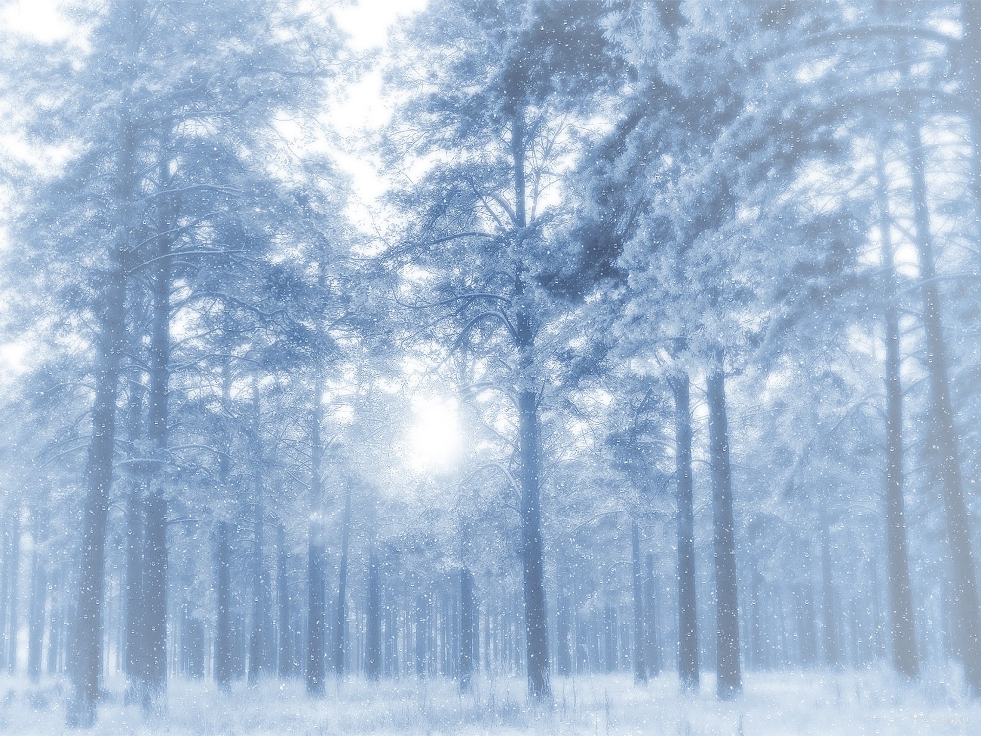 Snowy forest at dawn
