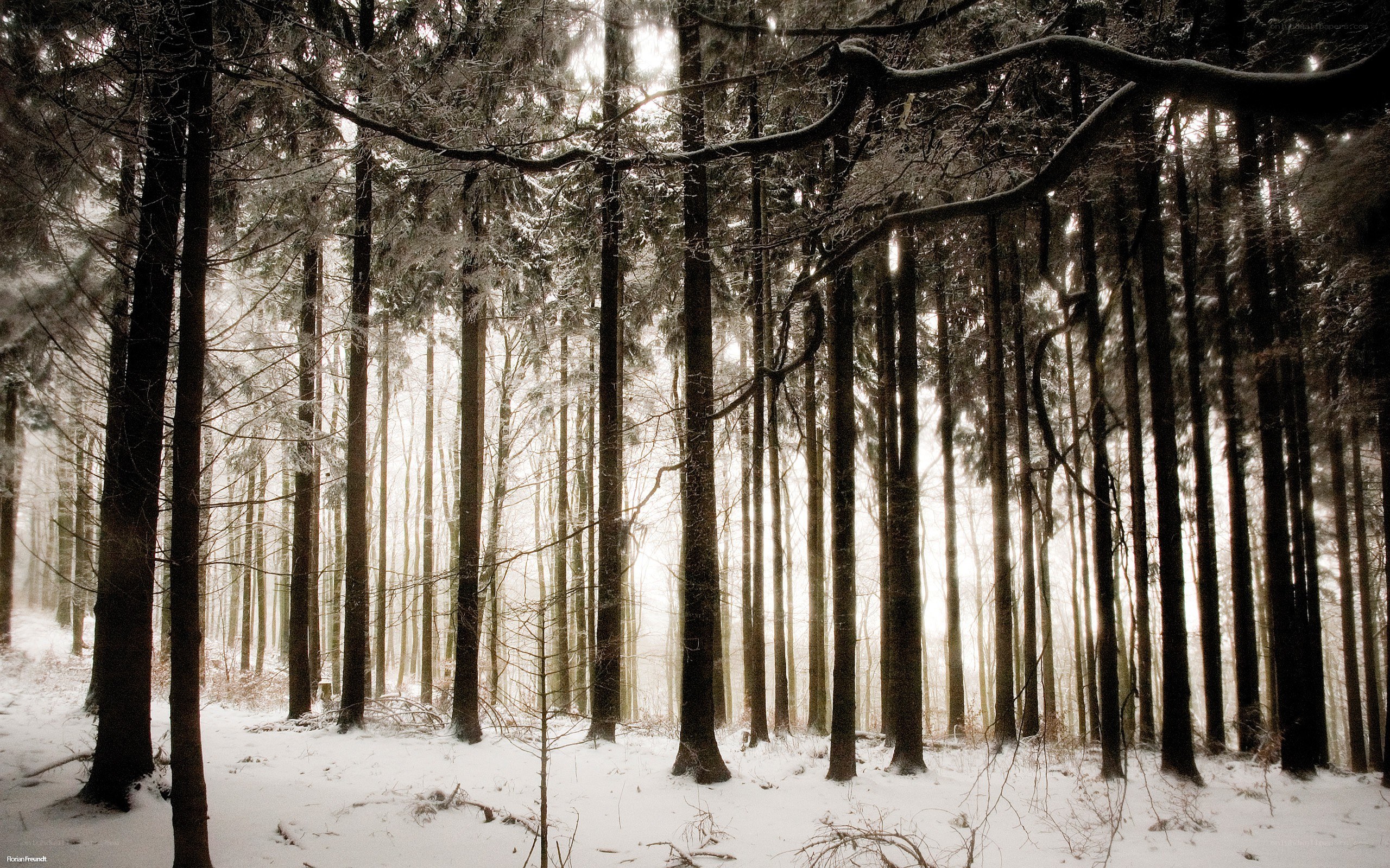 Snowy forest at dawn