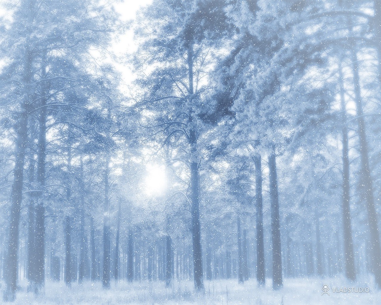Snowy forest at dawn