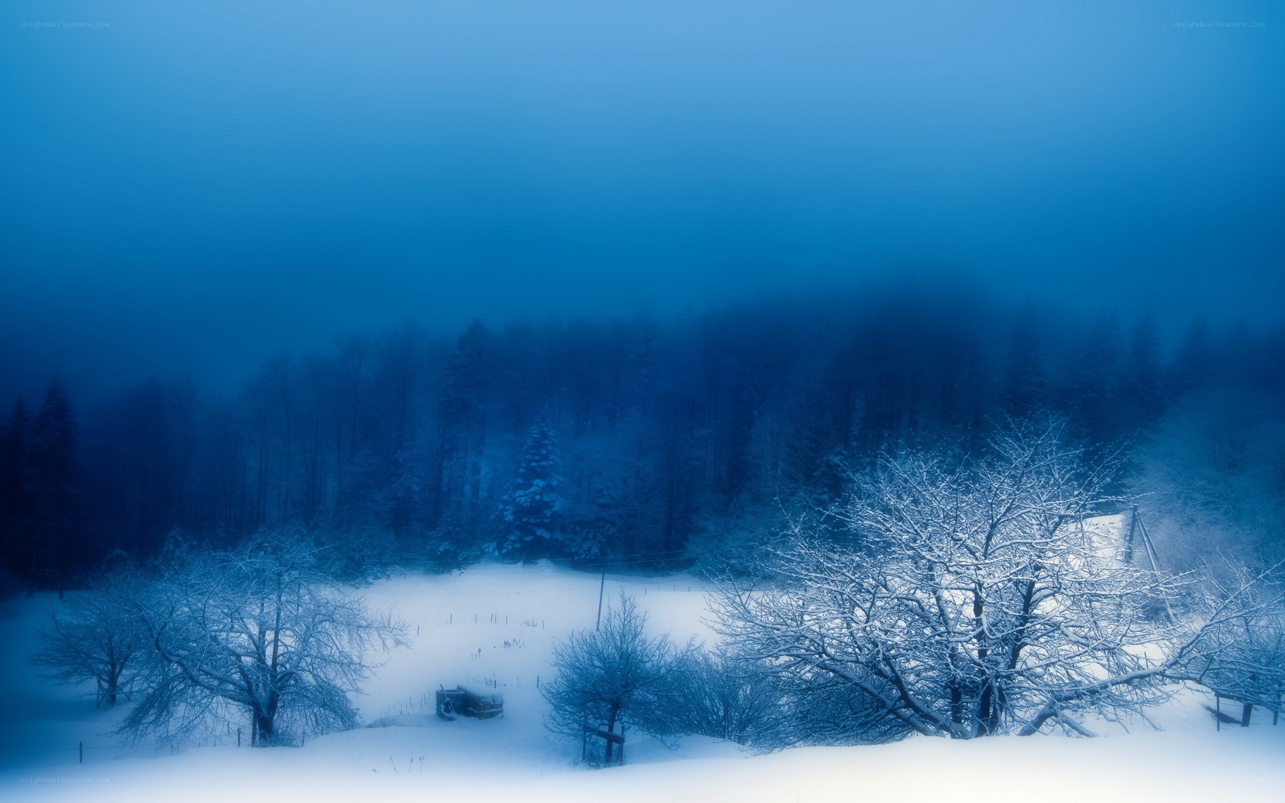 Snowy forest at dawn
