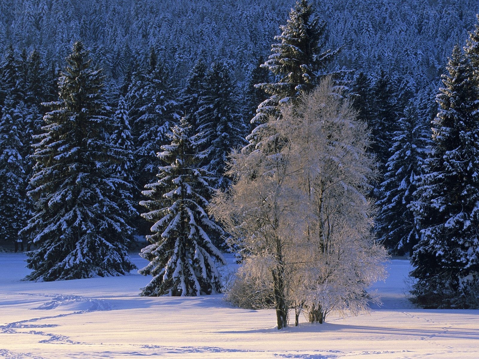 Snowy forest at dawn