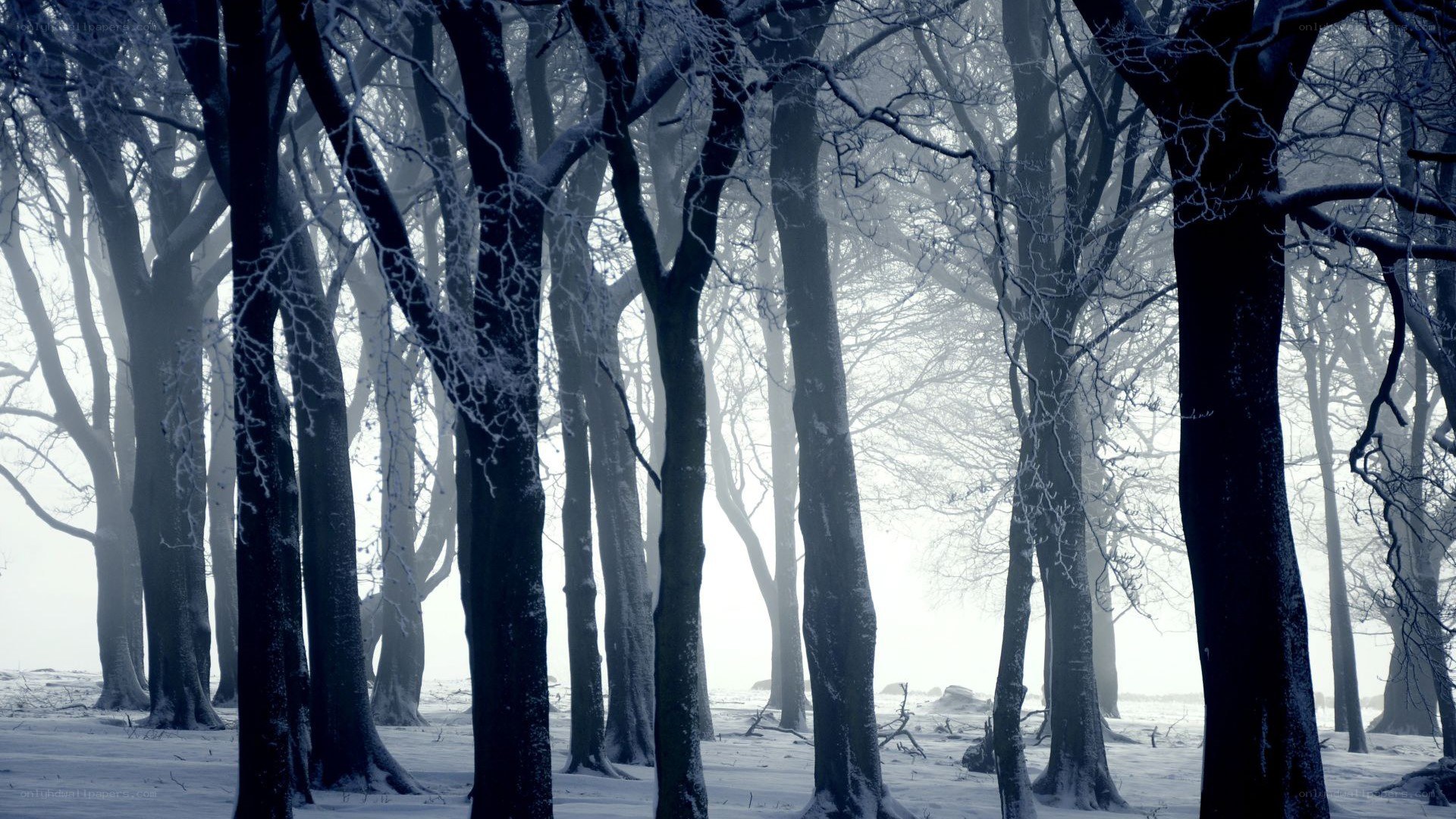 snowy forest at dawn