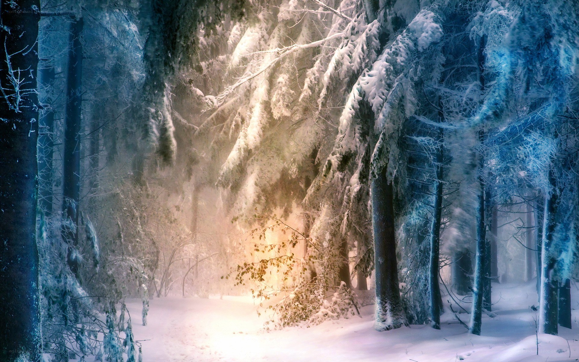 snowy forest at dawn