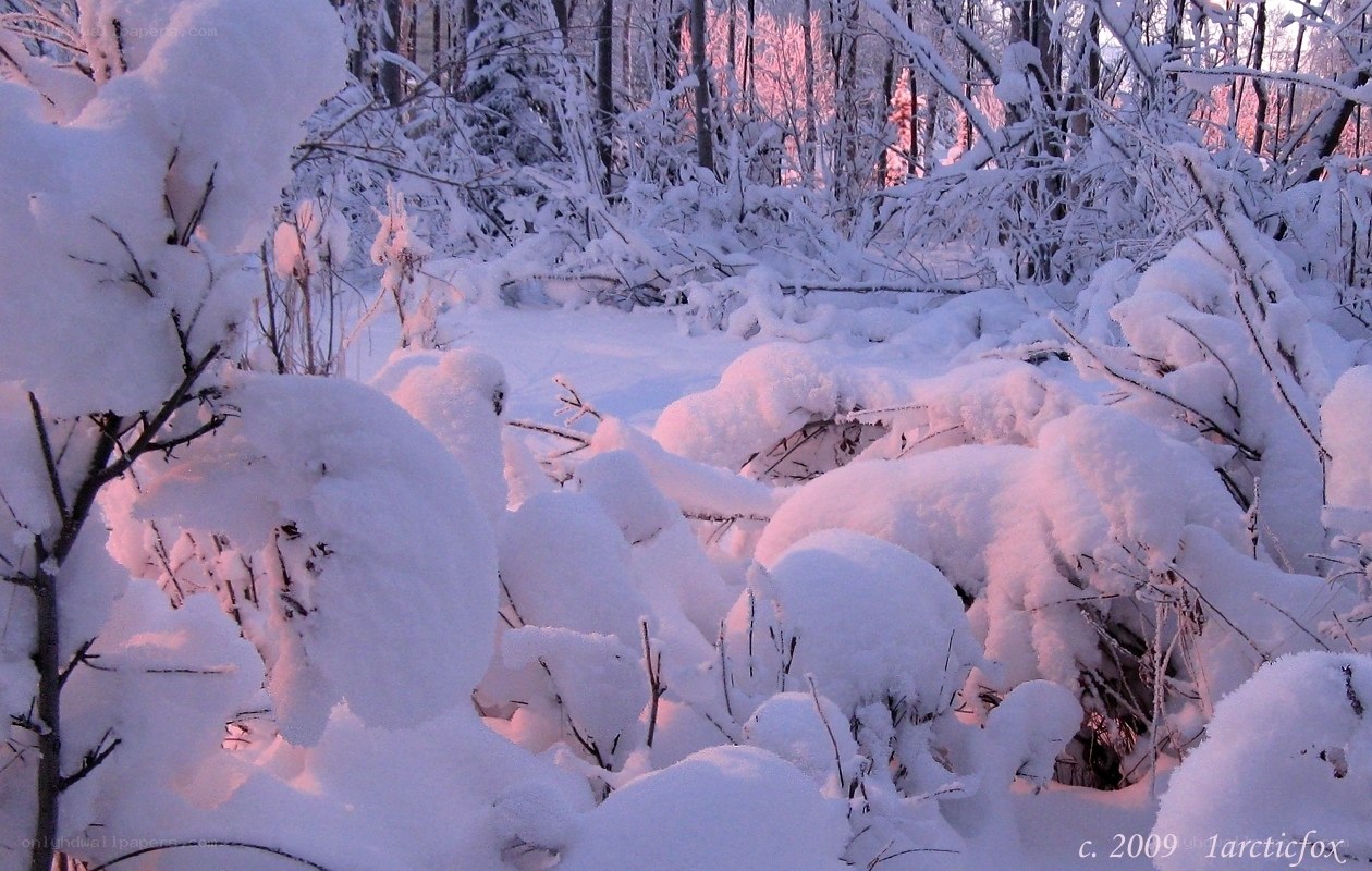 Snowy forest at dawn